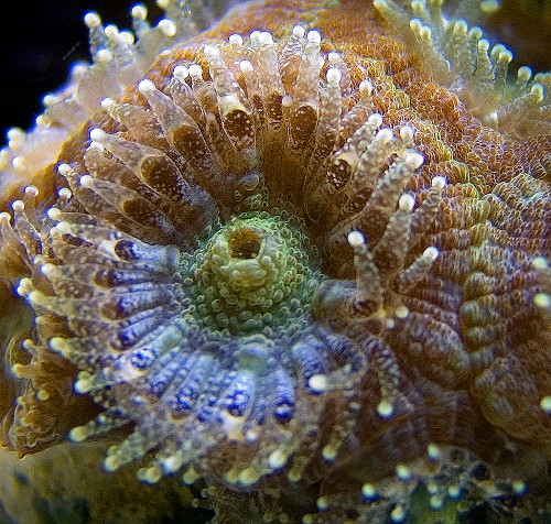 Acanthastrea (Micromussa lordhowensis) “Acan Lord”