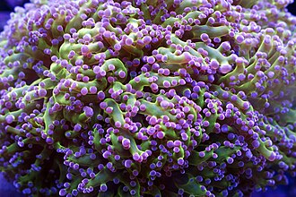 Frogspawn Coral (Euphyllia divisa)