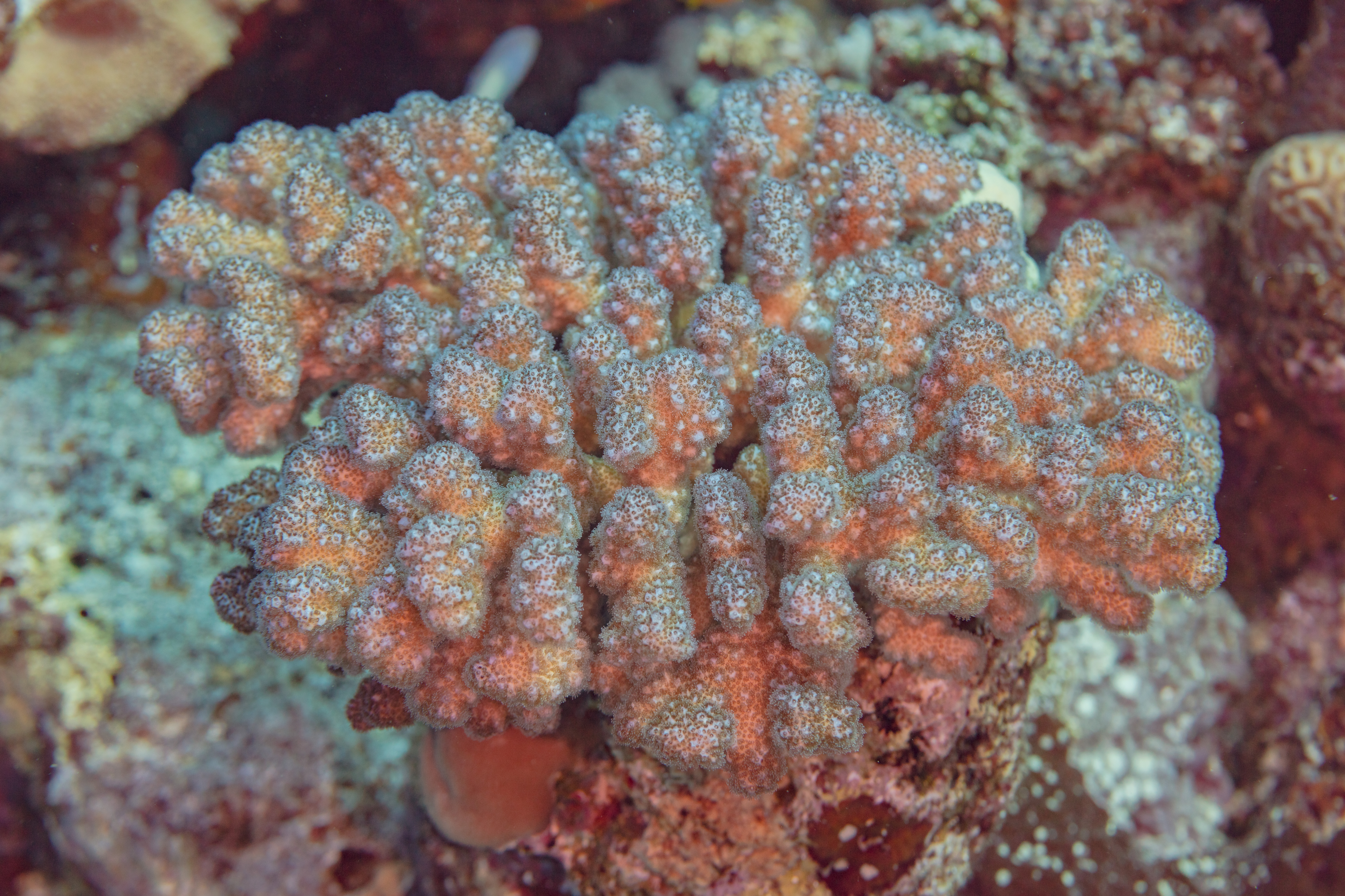 Pocillopora (Cauliflower Coral)