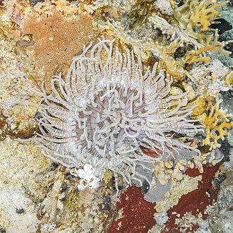Sebae Anemone (Heteractis crispa)