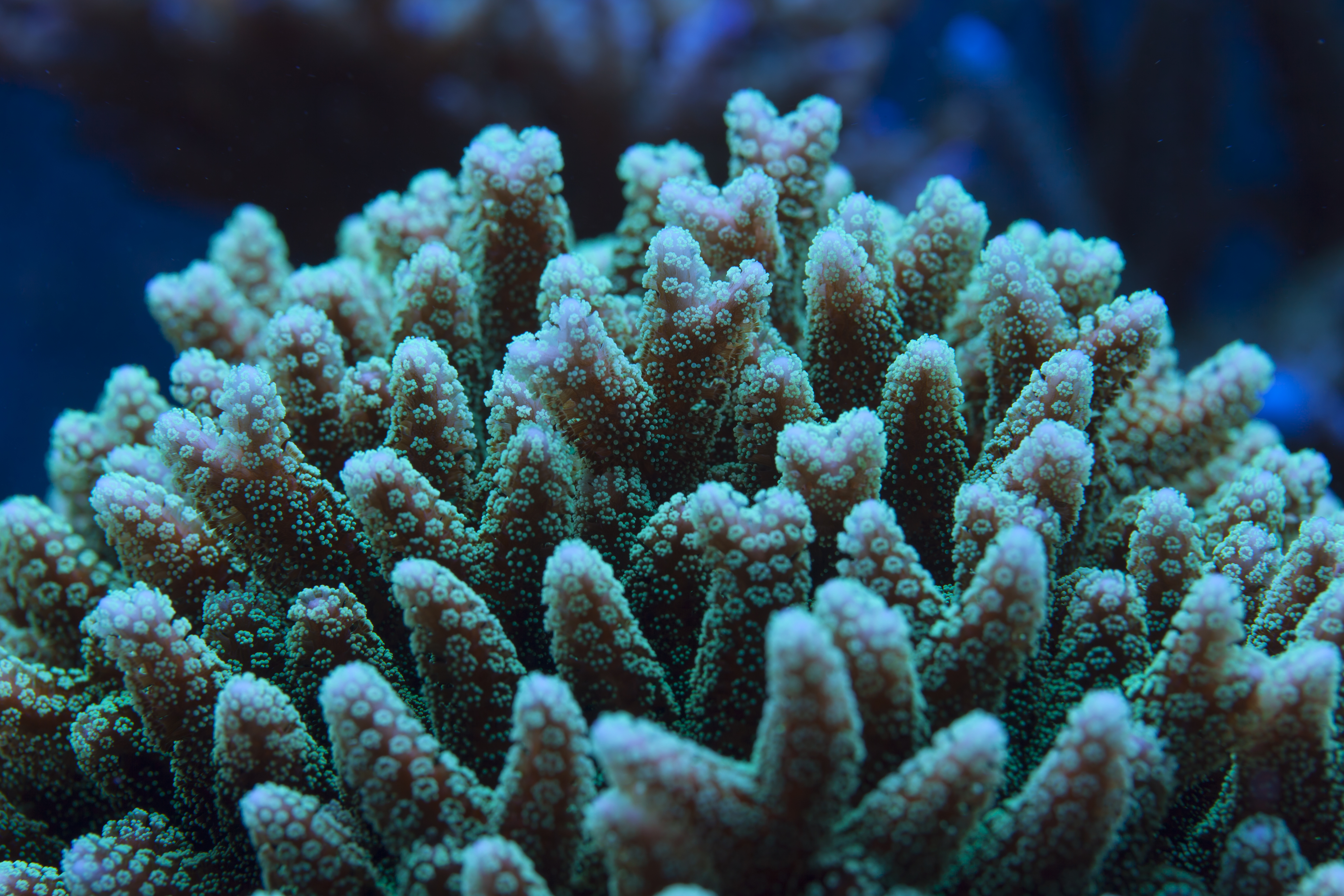 Seriatopora (Birdsnest Coral)