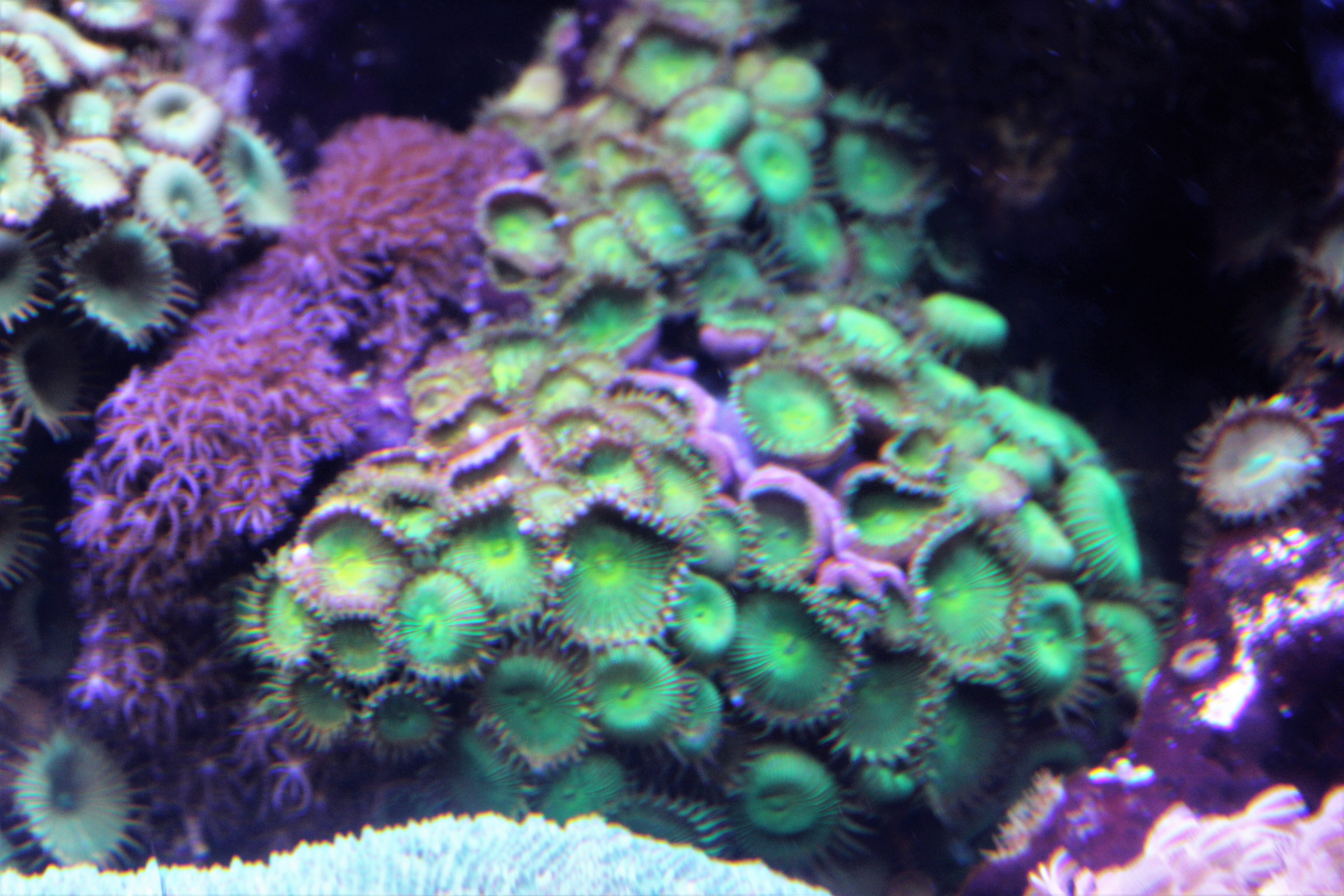 Zoanthids and Palythoa (Zoanthus spp. / Palythoa spp.)